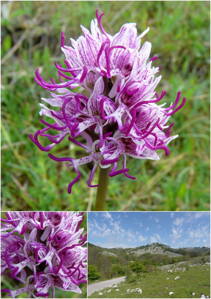La Valle delle orchidee, Sassano e Monte San Giacomo 9 e 10 maggio 2015